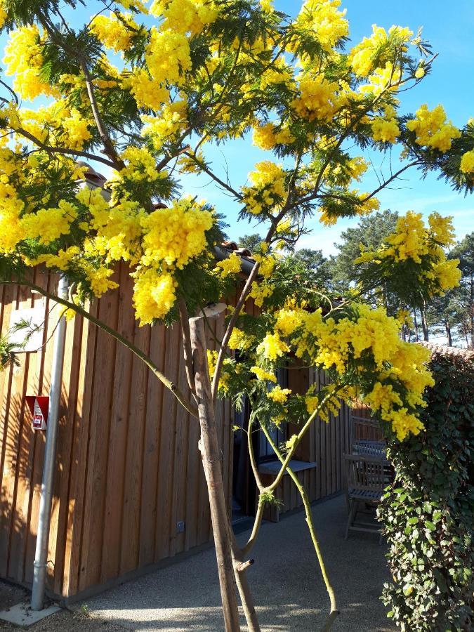 شقة Mimosas أنديرنو لي بان المظهر الخارجي الصورة